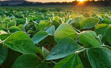 The New Era of Fungicides: What’s New and What’s Next?